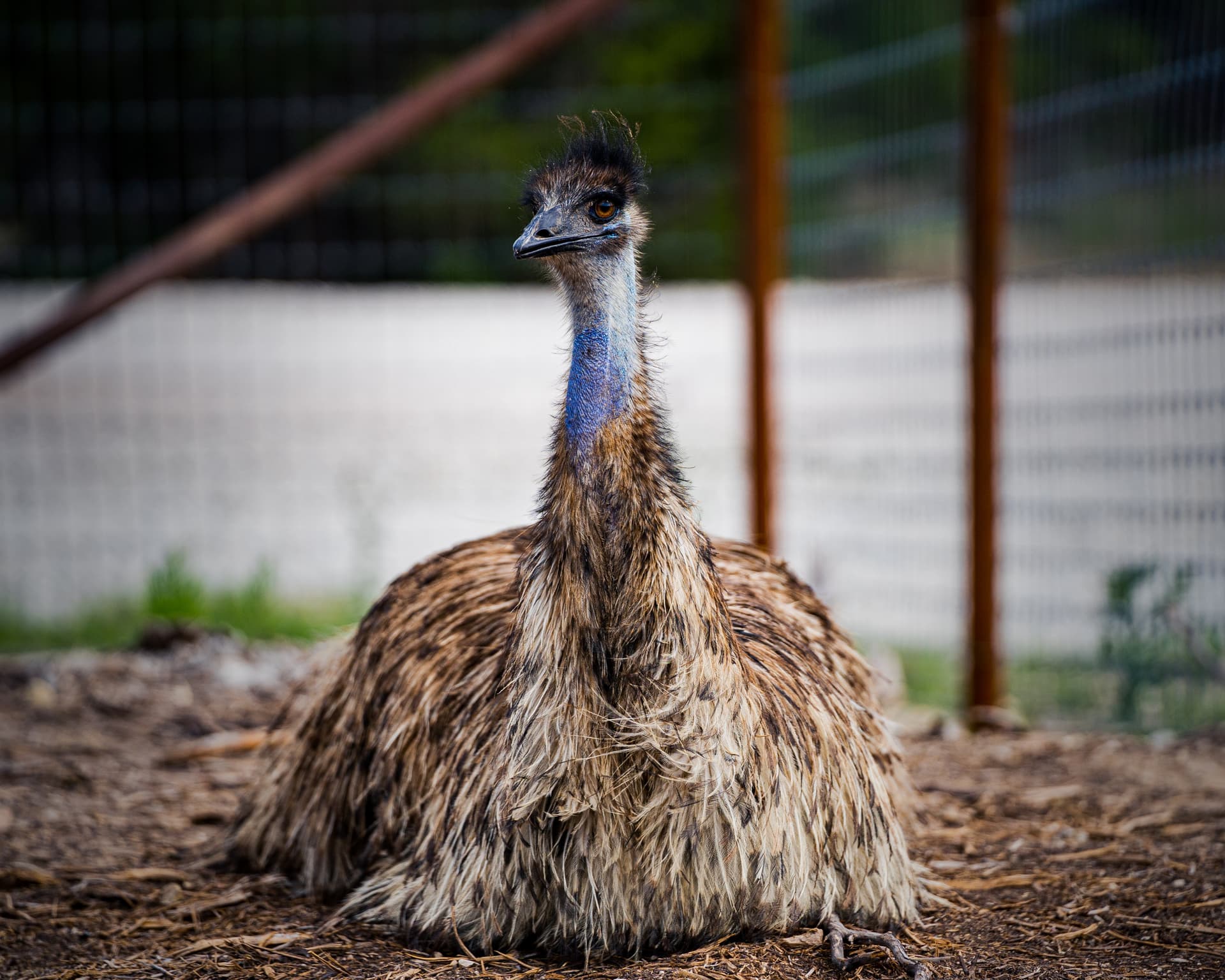 Stompy the Emu