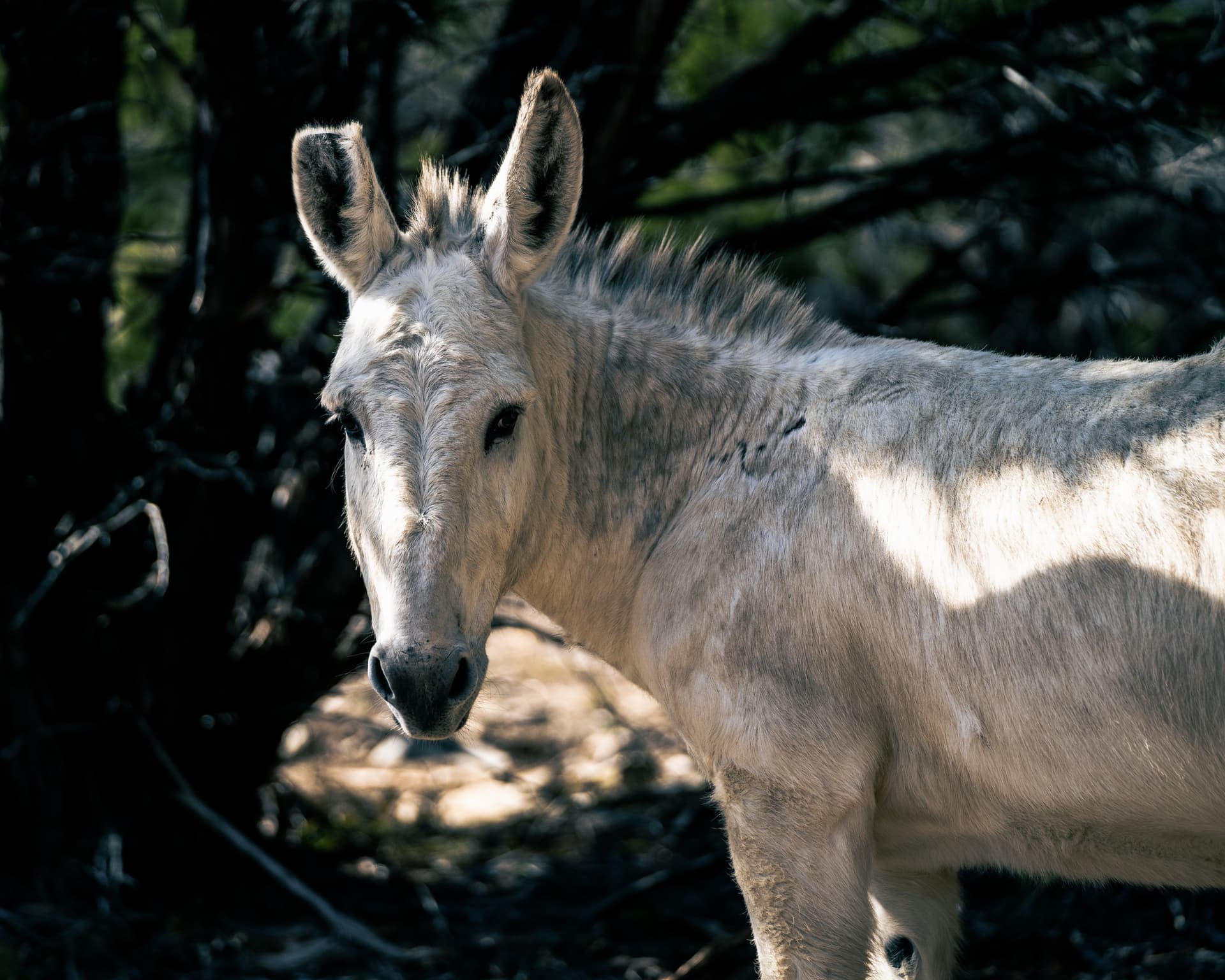 Jalapeño the Domestic Donkey