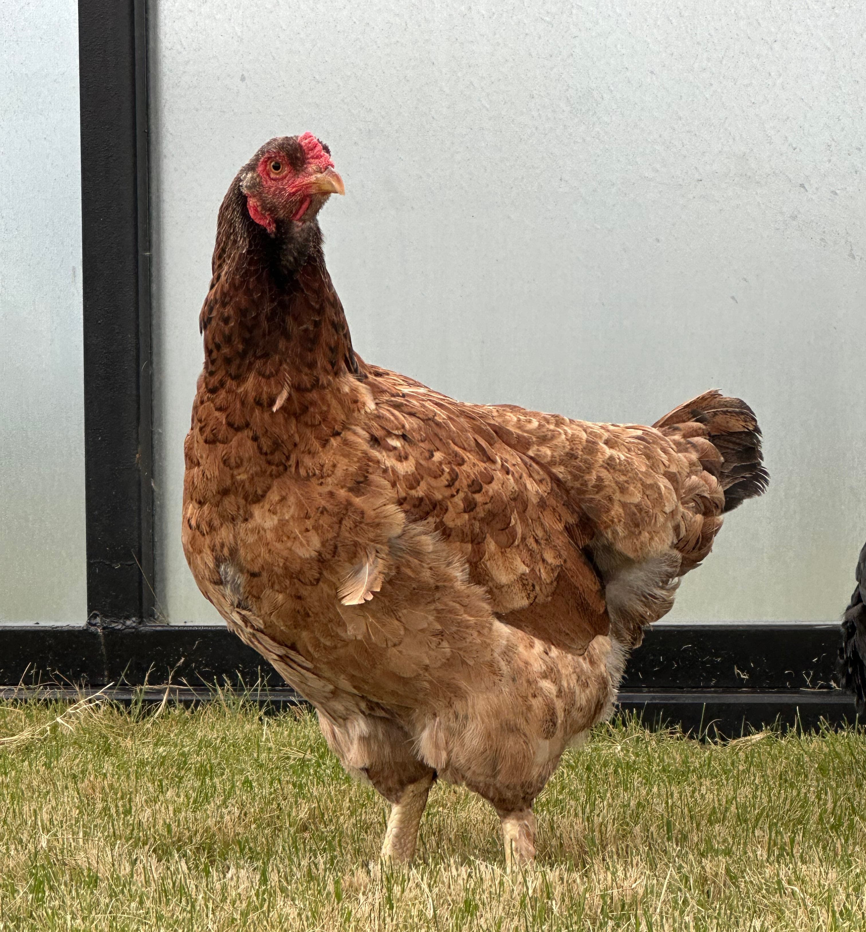 Henrique the Half Dark Brahma, Half Saipan Chicken