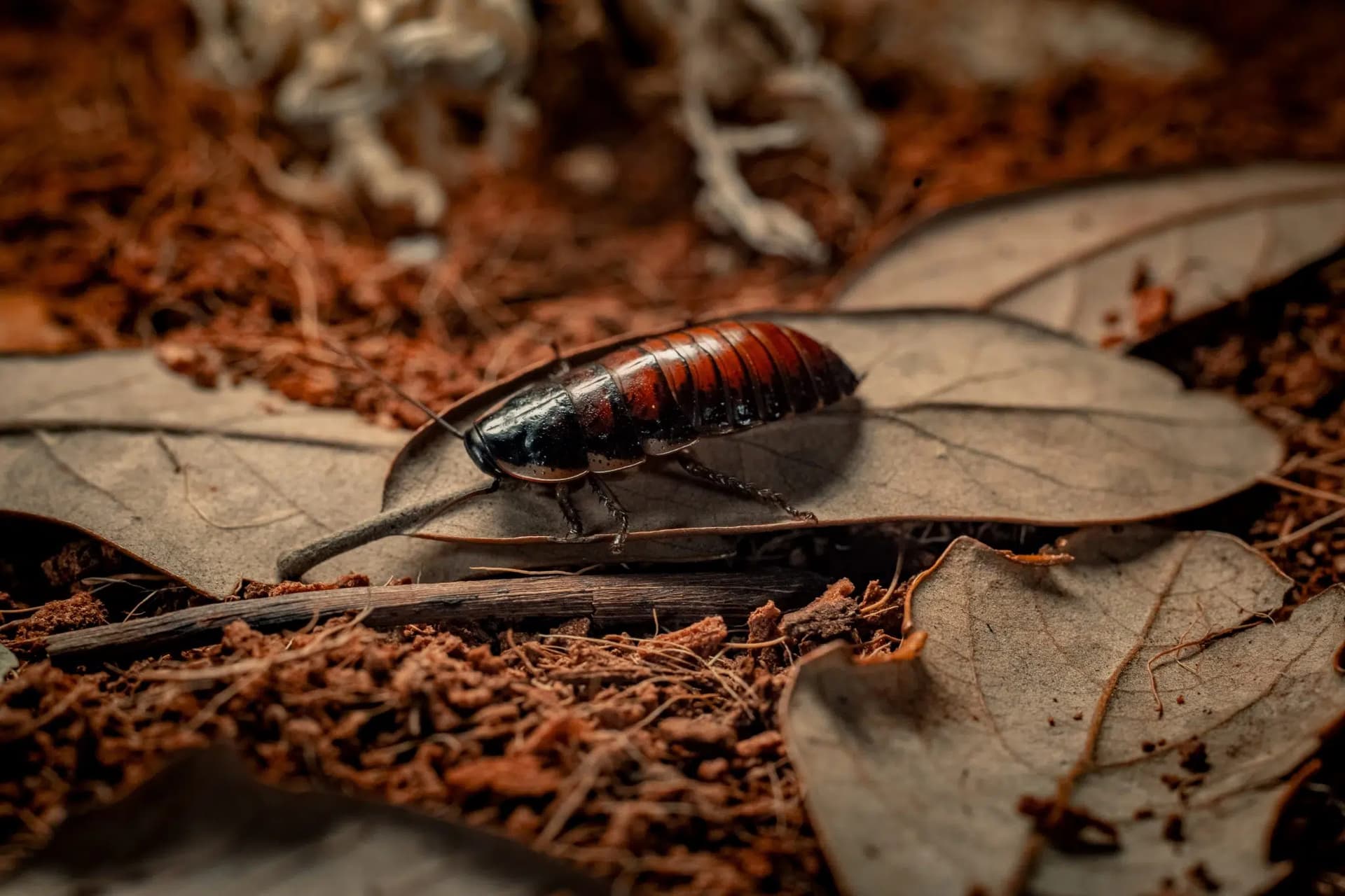 Barbara / Baked Bean the Madagascar Hissing Cockroaches