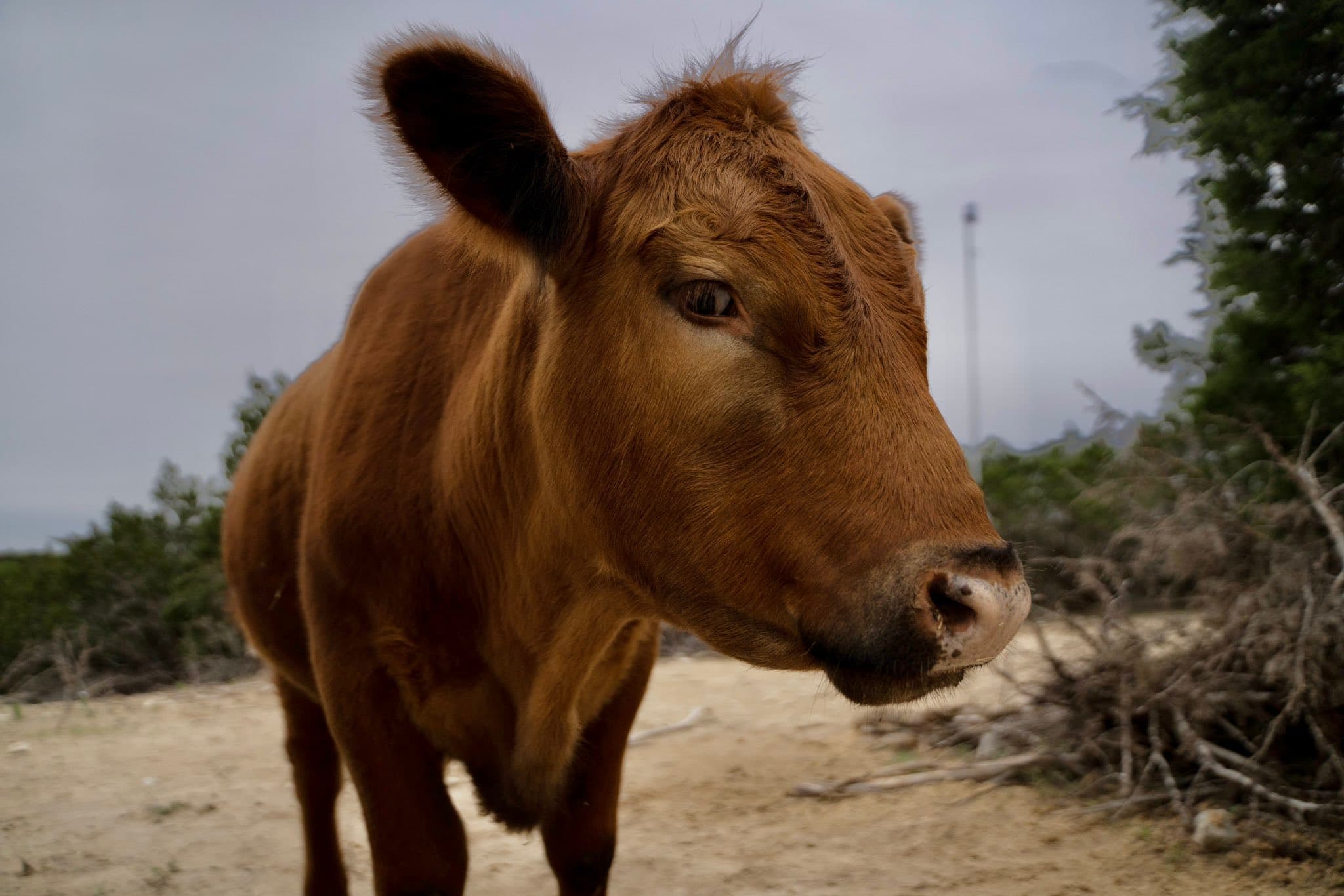 Winnie the Red Angus Beef Cow