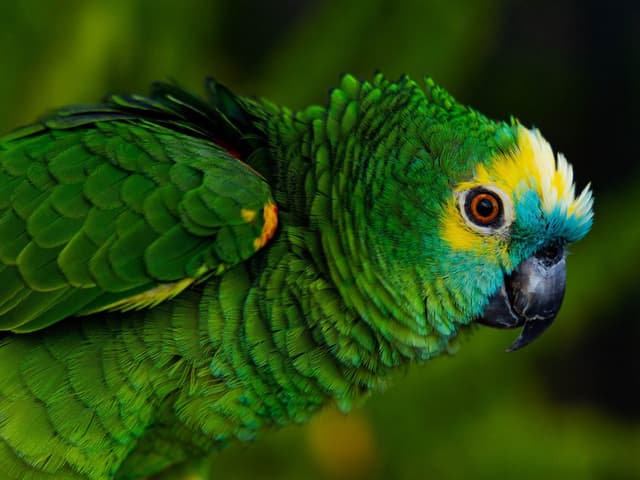 Siren the Blue-fronted Amazon