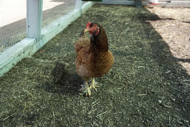 Henrique the Half Dark Brahma, Half Saipan Chicken