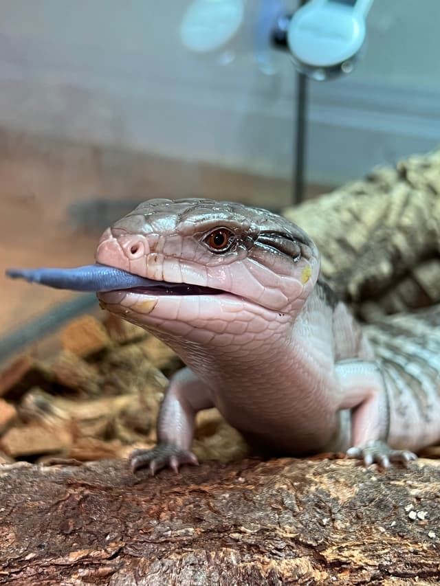 Toaster Strudel the Blue-tounged Skink