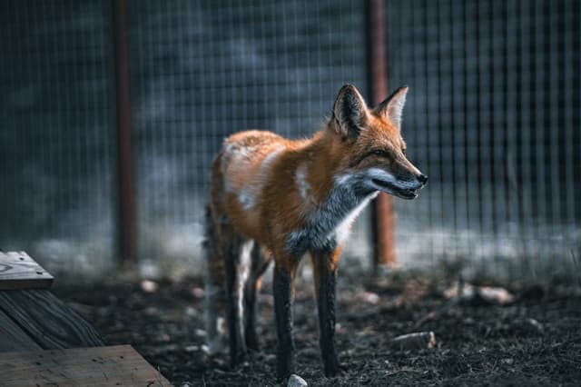 Reed the American Red Fox