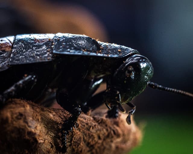 Barbara / Baked Bean the Madagascar Hissing Cockroaches