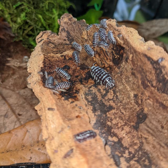 Marty the Zebra Isopods