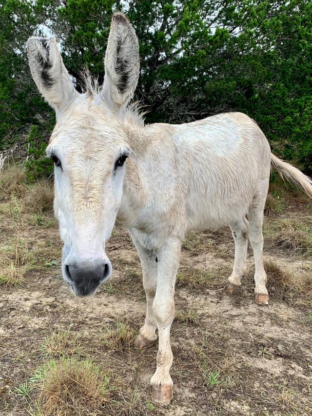 Jalapeño the Domestic Donkey