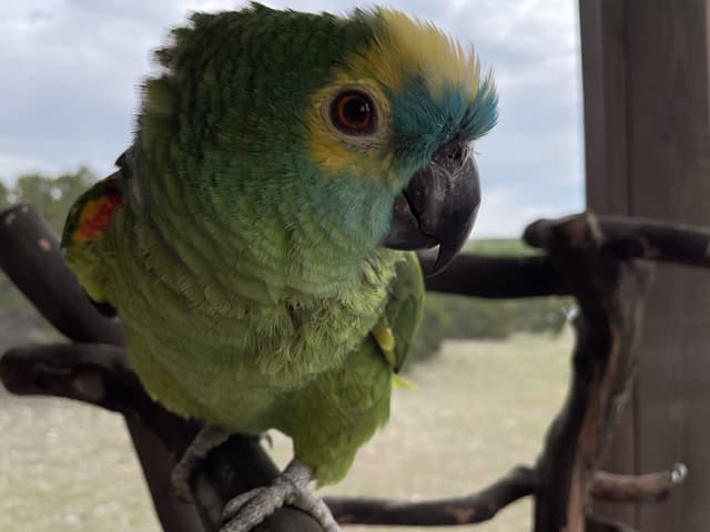 Siren the Blue-fronted Amazon