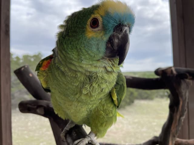 Siren the Blue-fronted Amazon