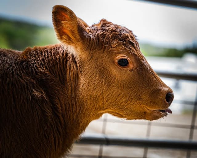 Winnie the Red Angus Beef Cow