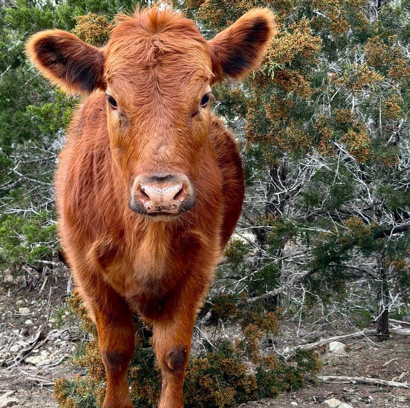 A picture of Winnie the Moo, Alveus' Red Angus cow, on Twitter